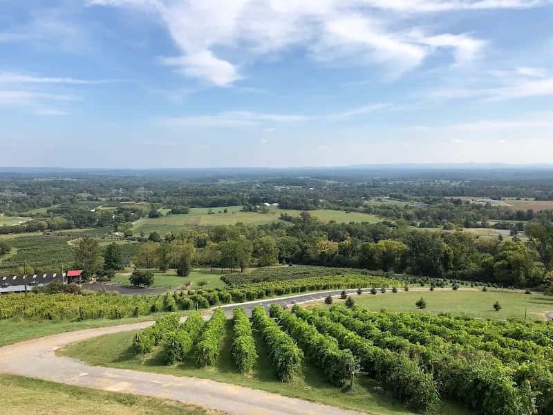 Bluemont Vineyard — venue photo 5