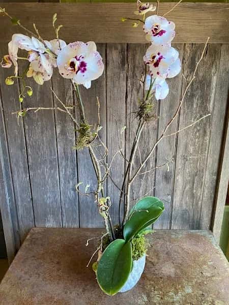 Dragonfly Floral — venue photo 2