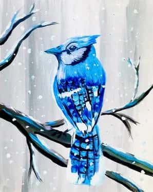 Blue Jay in Snow