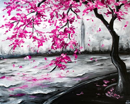 DC Cherry Blossoms II