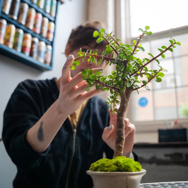 Bonsai Bar painting 4
