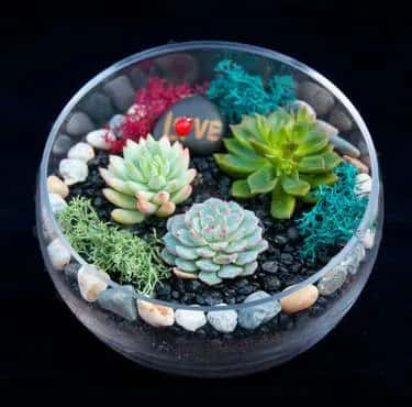 Beautiful Succulent Slope Bowl