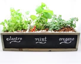 Herb Garden in Chalkboard Planter