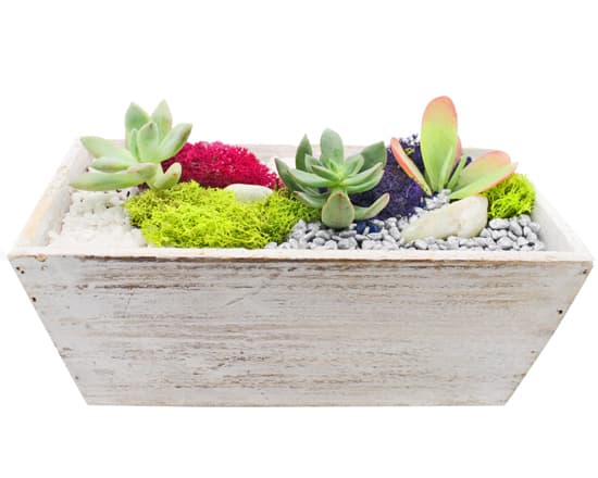 Succulent Terrarium in White Wash Wood Tapered Rectangle