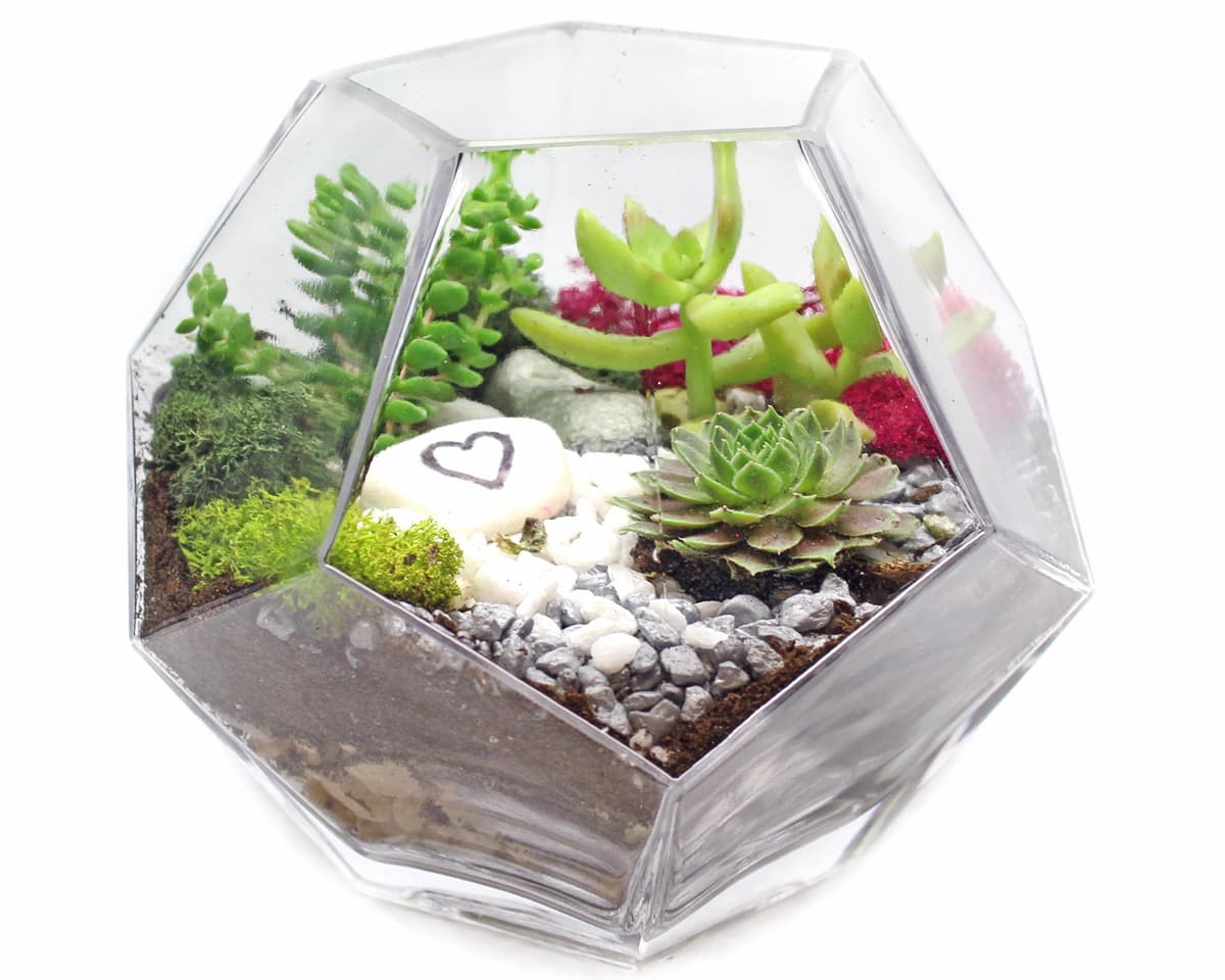 Succulents in Geometric Prism Glass Terrarium