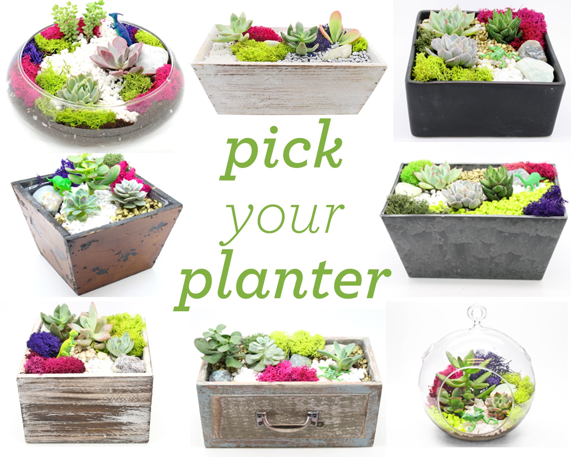 Pick Your Planter Succulents! Assortment for Choosing