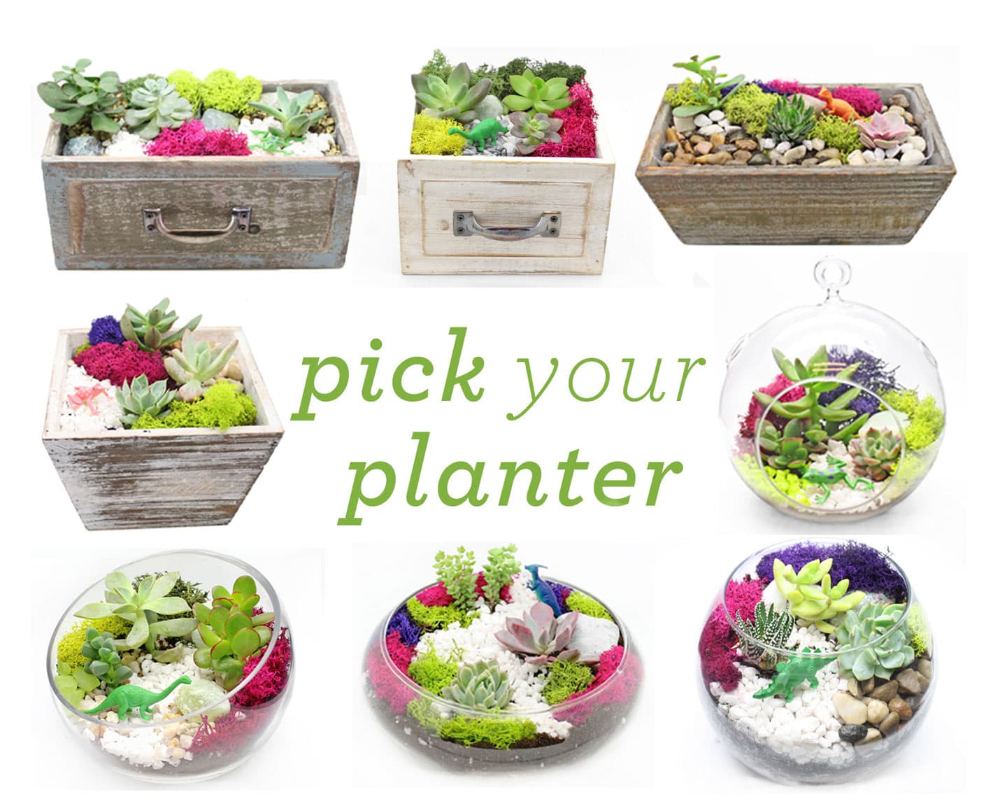 Pick Your Planter! Succulents with Wood and Glass Assortment