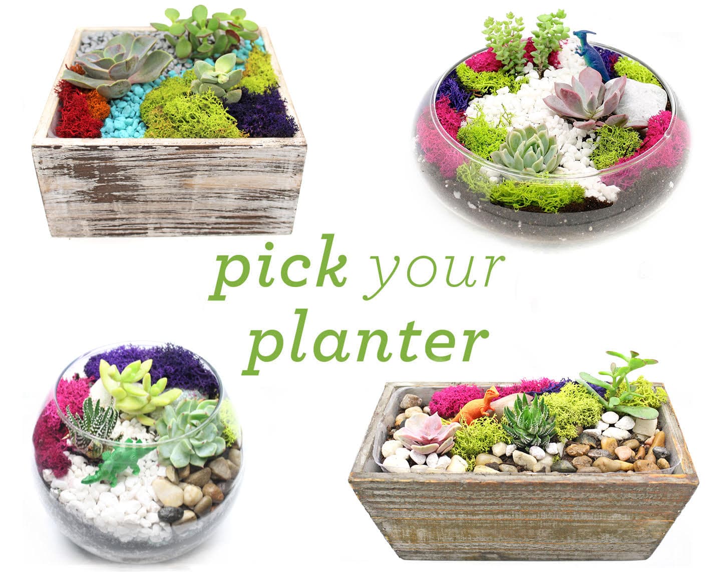 Succulent Terrarium in Glass or Wood Container. Pick Your Planter.