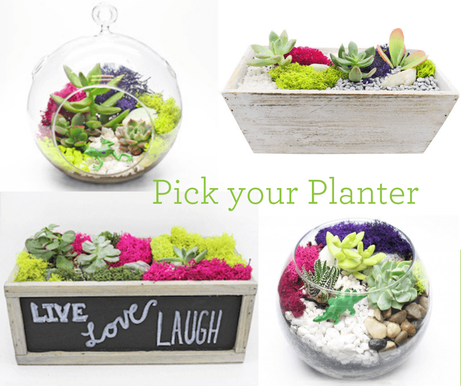 Pick Your Planter with glass or wood