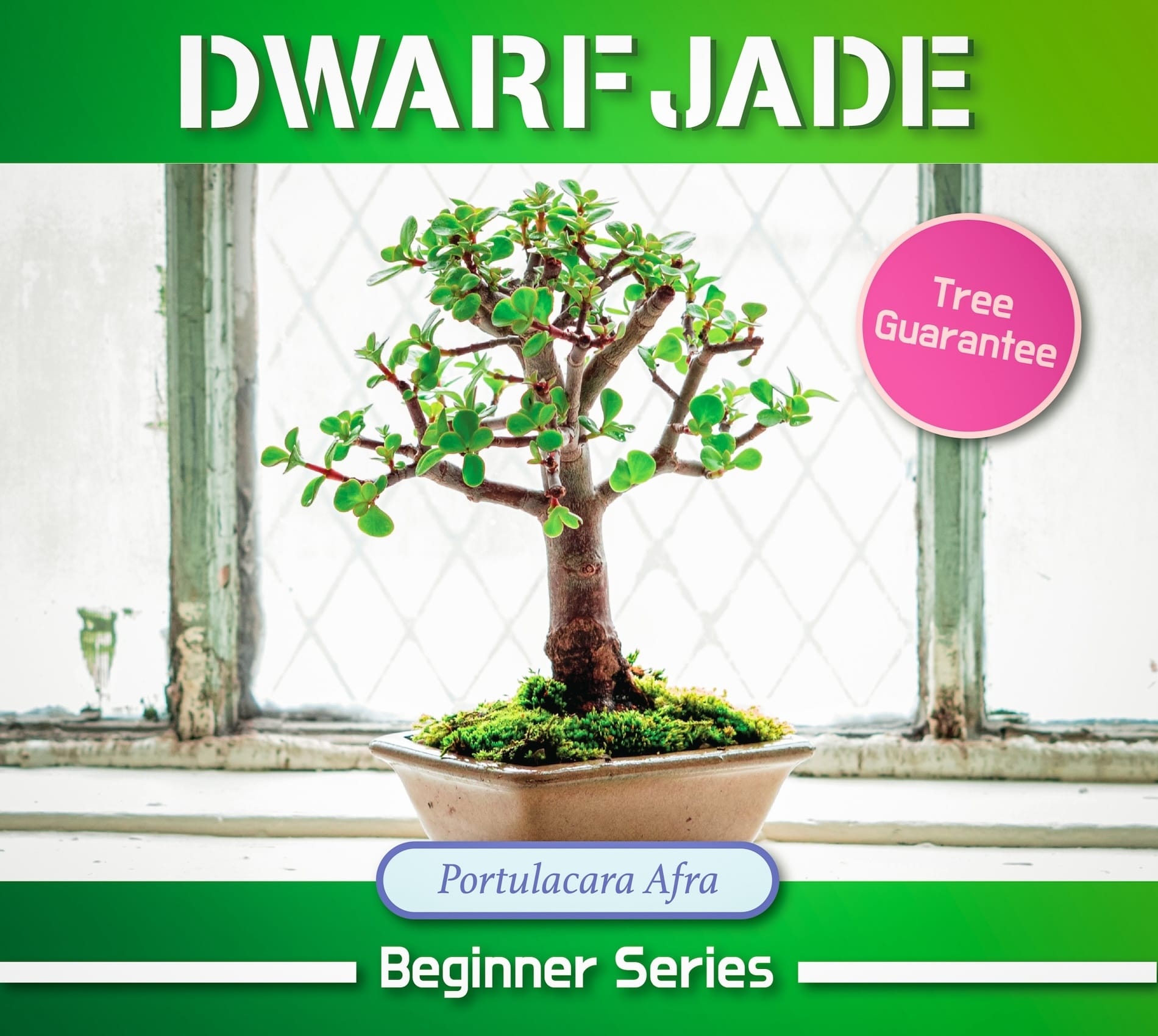 Dwarf Jade — Painting