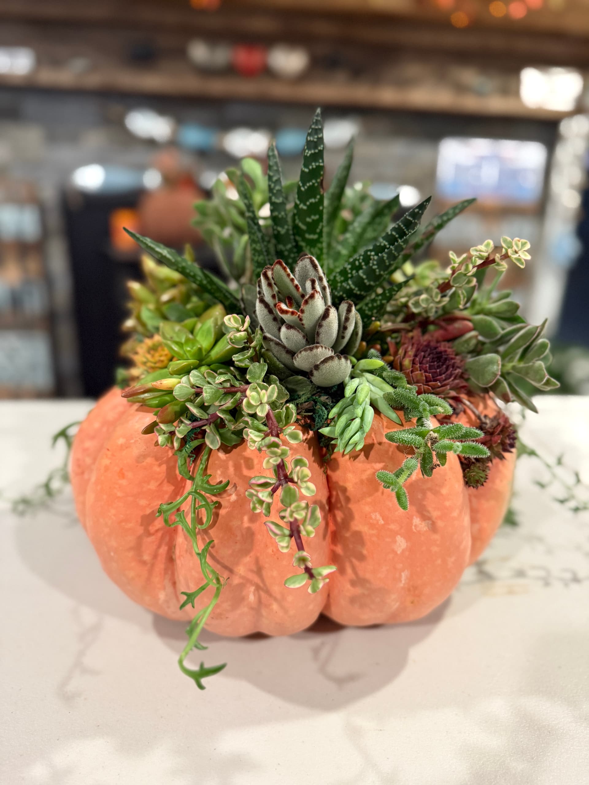 Succulent Pumpkin Workshop